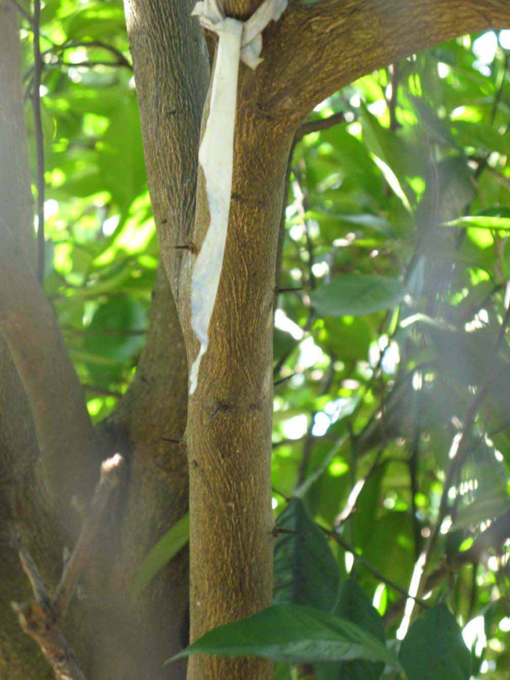            Bark (Winter Haven, FL)      